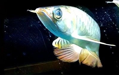 紅龍魚眼睛發白多久會死（紅龍魚眼睛發白可能是由多種原因引起的）