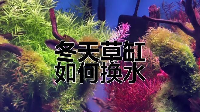 冬天換水時如何控制溫差（養(yǎng)魚說冬季孔雀魚換水技巧,避免溫差過大下個路口見）