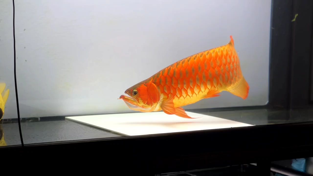 紅龍魚（亞洲水域中常見的觀賞魚，紅龍魚體長可達15至20厘米）