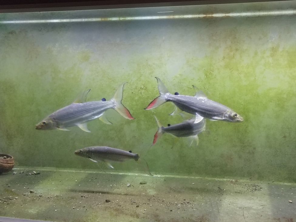 一批的魚大小不均，白金猛魚（養殖白金猛魚的挑戰與策略）