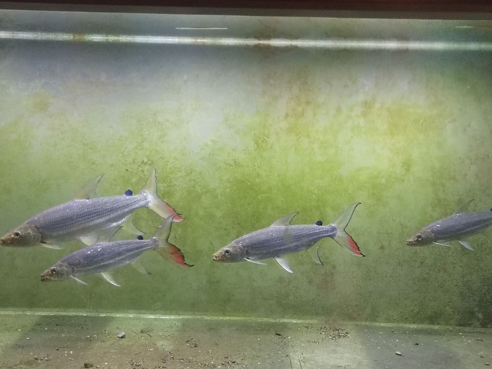 一批的魚大小不均，白金猛魚（養殖白金猛魚的挑戰與策略）