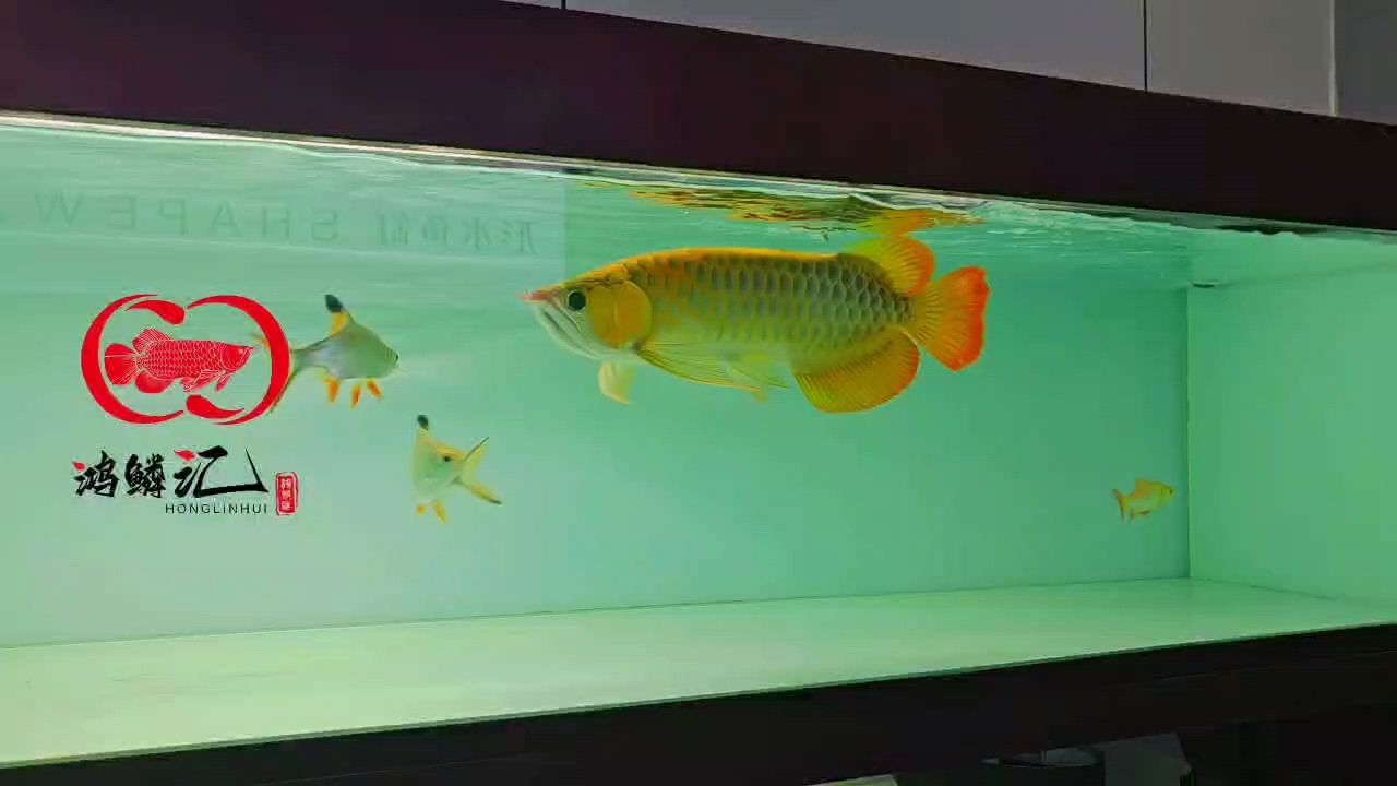 我的虎魚真菌感染了要怎么處理 紅龍(文化中的紅龍) 龍魚論壇 紅龍(文化中的紅龍) 紅龍(文化中的紅龍) 龍魚論壇