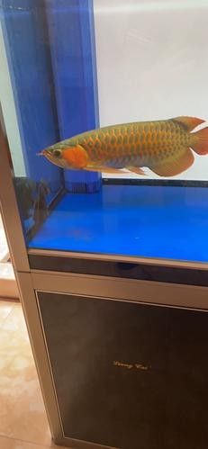 紅龍魚壁紙圖片尺寸有哪些 紅龍魚壁紙圖片尺寸有哪些 龍魚百科 第10張