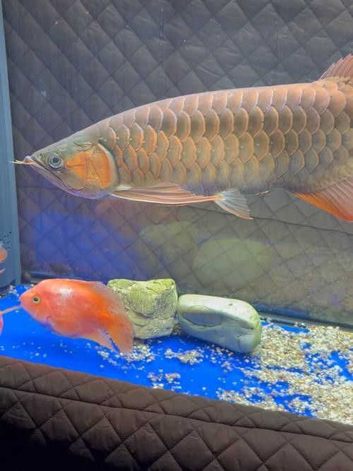 紅龍魚壁紙圖片尺寸有哪些 紅龍魚壁紙圖片尺寸有哪些 龍魚百科 第19張
