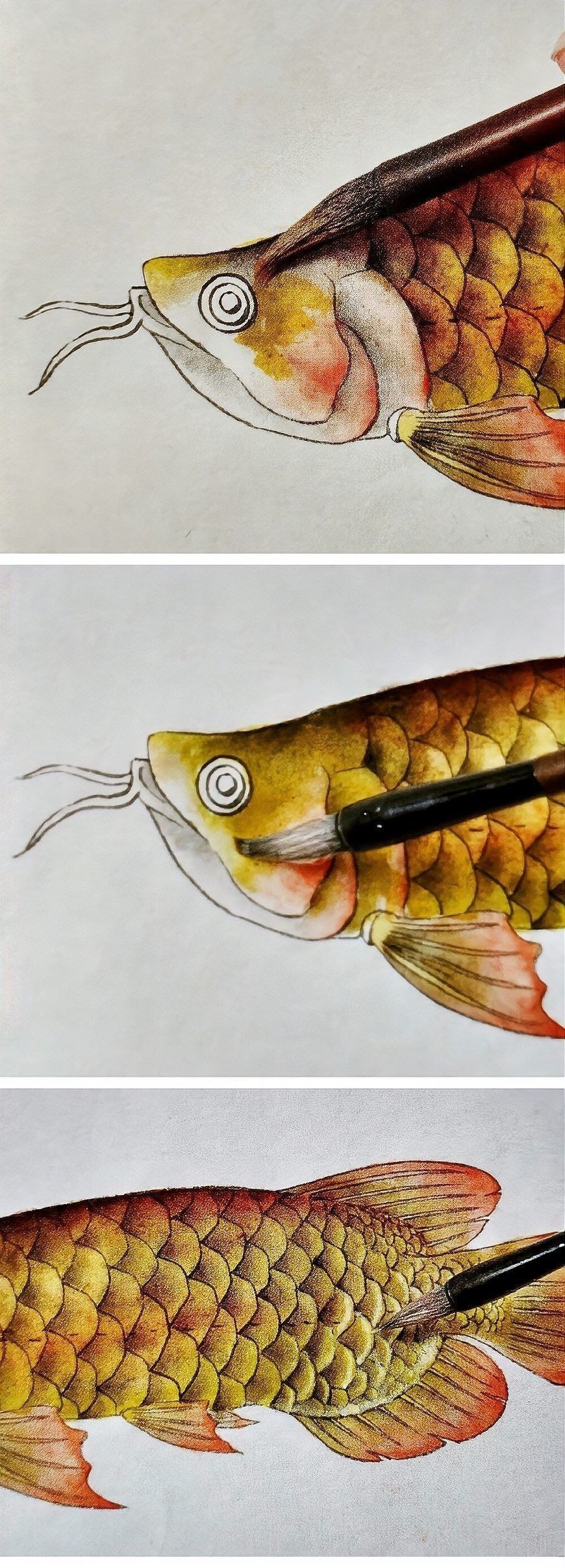 金龍魚簡筆畫步驟（【工筆金龍魚簡筆畫的畫法與渲染詳解）