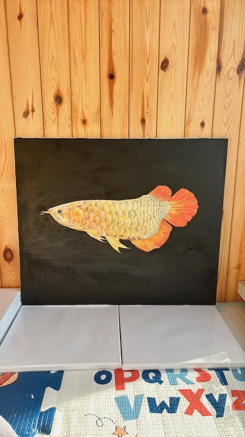 金龍魚簡筆畫步驟（【工筆金龍魚簡筆畫的畫法與渲染詳解）
