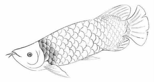 金龍魚簡筆畫步驟（【工筆金龍魚簡筆畫的畫法與渲染詳解）