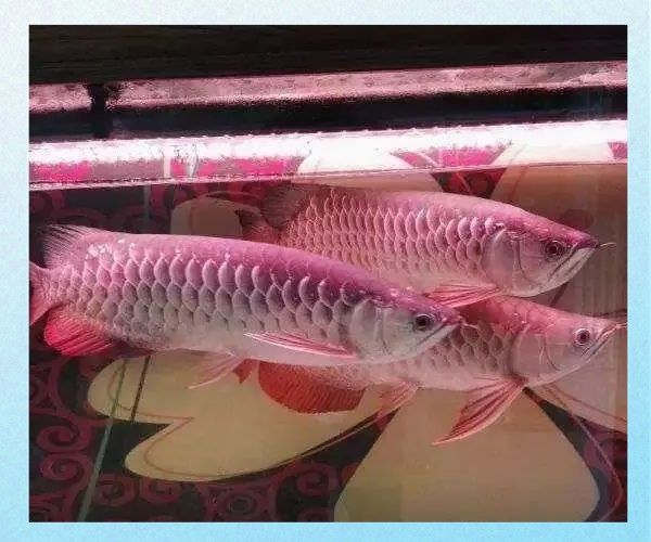 龍魚的價格會繼續上漲嗎（20-30公分龍魚飼養技巧與注意事項與注意事項） 龍魚的價格會繼續上漲嗎（20-30公分龍魚飼養技巧與注意事項與注意事項） 龍魚百科 第10張