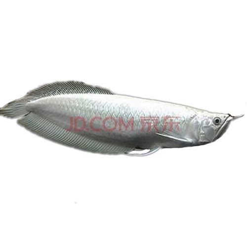 仁化哪個水族館龍魚好？祥龍魚場龍魚（仁化哪個水族館龍魚好）