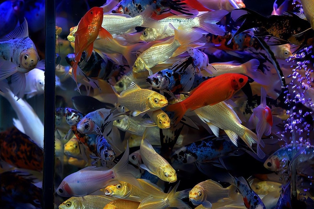 龍魚(yú)加鹽后需要多久換一次水（\