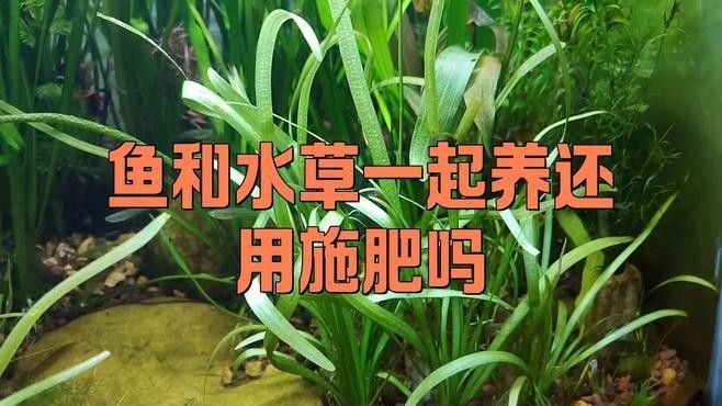 龍魚缸水草需要施肥嗎？（魚缸水草需要施肥嗎）