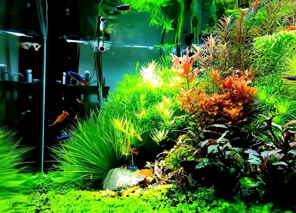 龍魚缸水草需要施肥嗎？（魚缸水草需要施肥嗎）