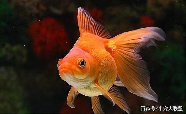 金龍魚顏色變淺怎么辦