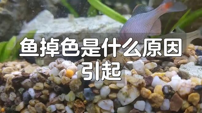 金龍魚顏色變淺怎么辦