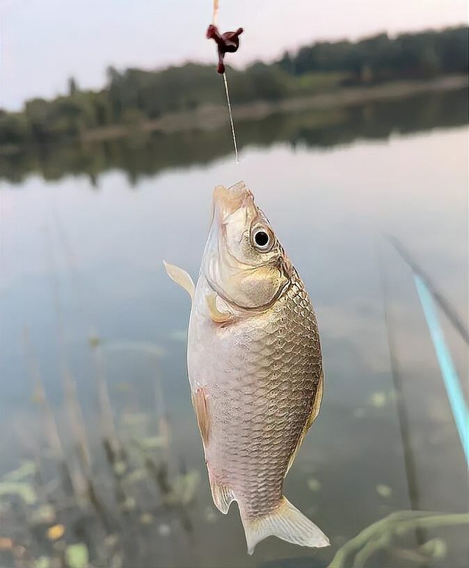如何選擇合適的釣點？（北京野釣最佳地點） 如何選擇合適的釣點？（北京野釣最佳地點） 龍魚百科 第7張