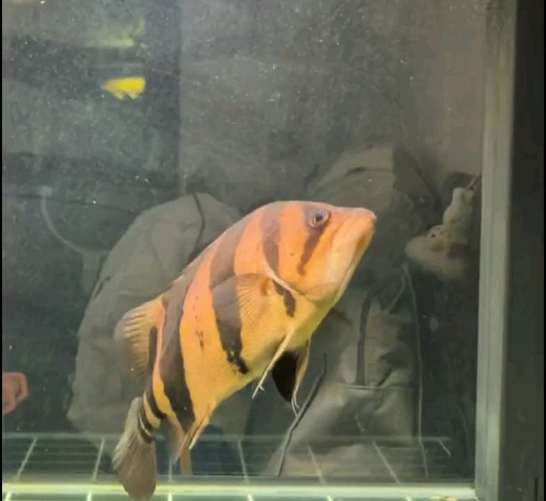 長明印尼三紋也美麗