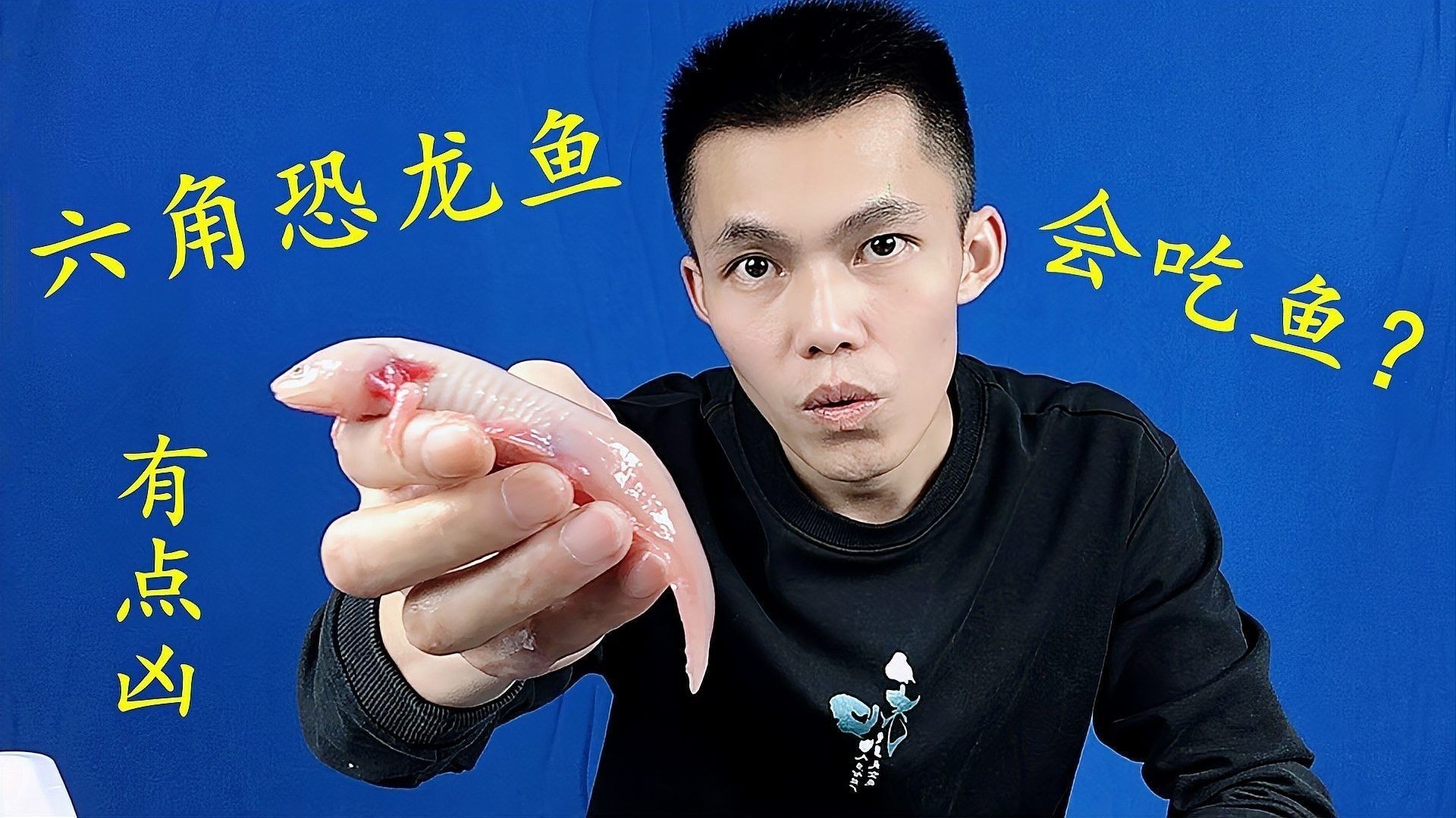 還有哪些恐龍魚會吃魚（恐龍魚的捕食能力）