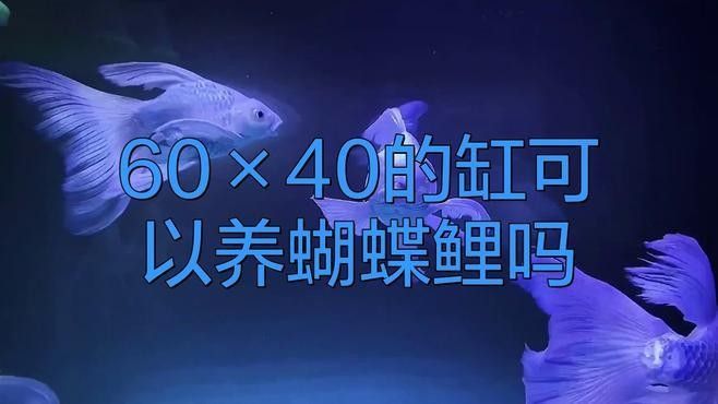 蝴蝶鯉混養(yǎng)需要多大的魚缸？