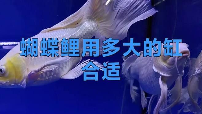 蝴蝶鯉混養(yǎng)需要多大的魚缸？