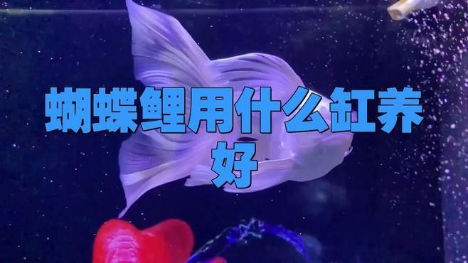 蝴蝶鯉混養(yǎng)需要多大的魚缸？