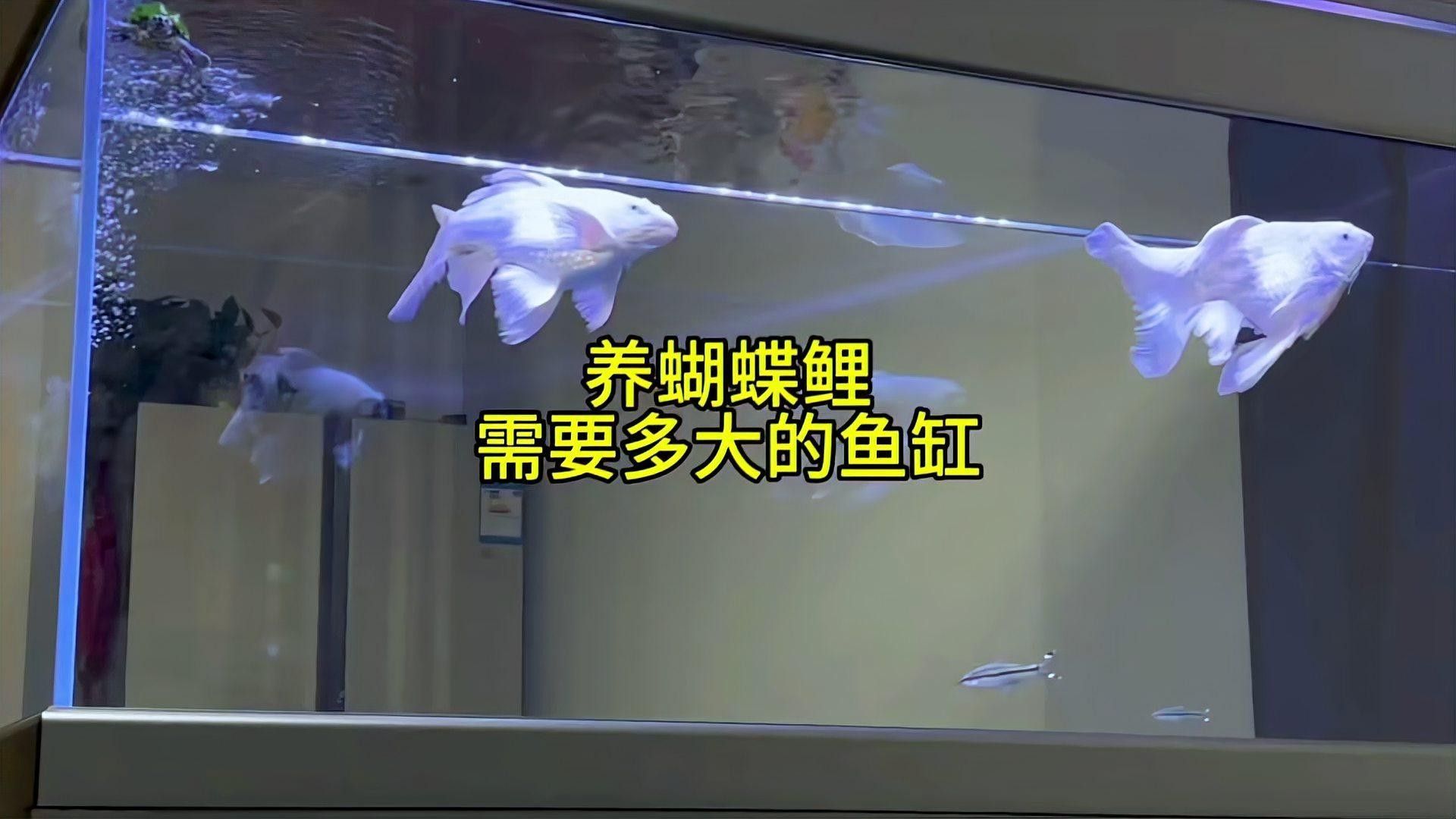 蝴蝶鯉混養(yǎng)需要多大的魚缸？