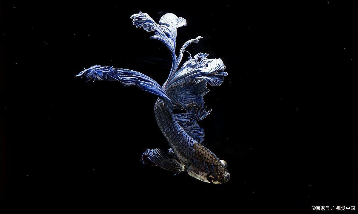 蝴蝶鯉混養(yǎng)需要多大的魚缸？