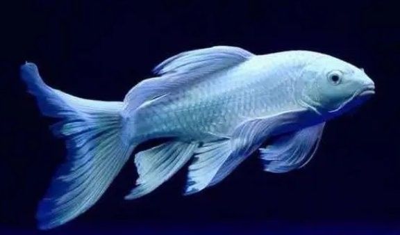 蝴蝶鯉混養(yǎng)需要多大的魚缸？