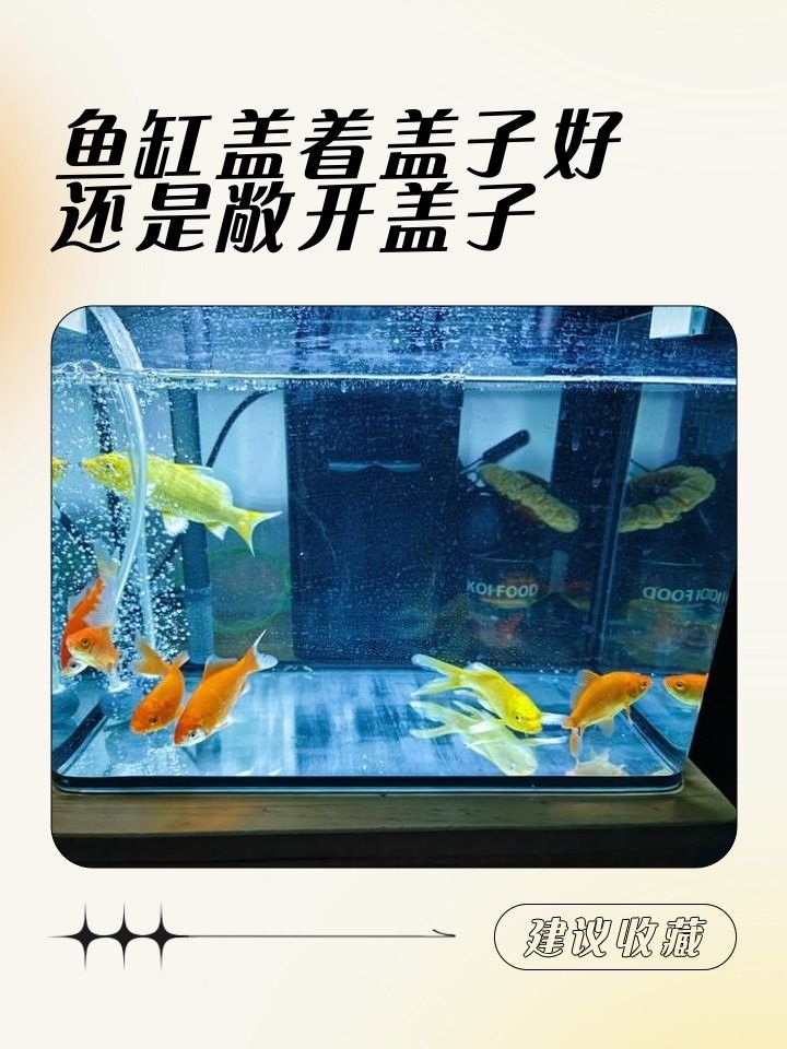 金龍魚魚缸需要加蓋嗎？