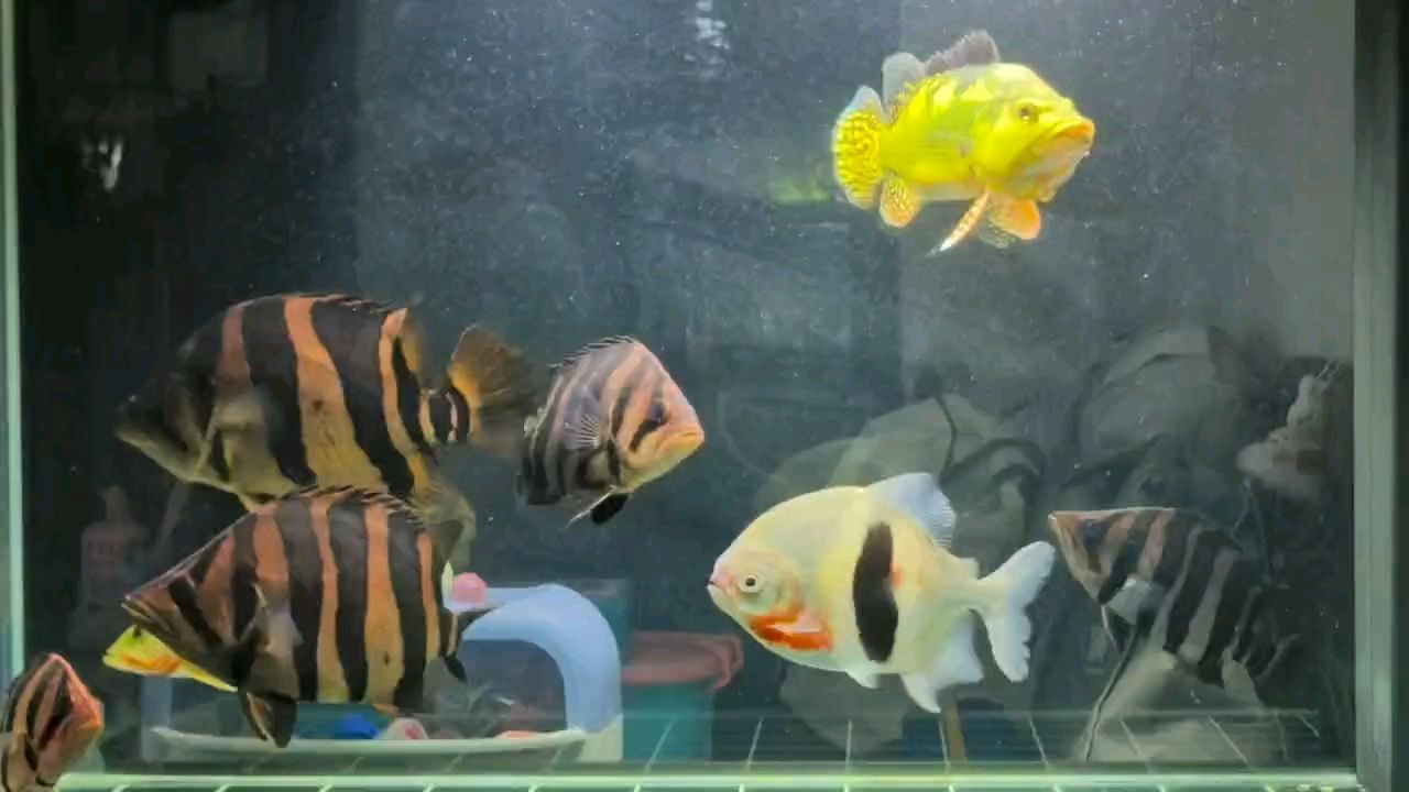 一缸小魚