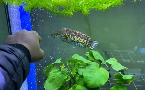 雷龍魚離水后如何急救？