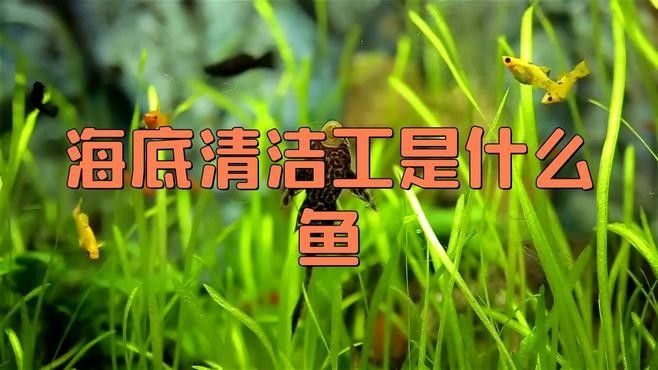 龍魚醫(yī)生在什么位置