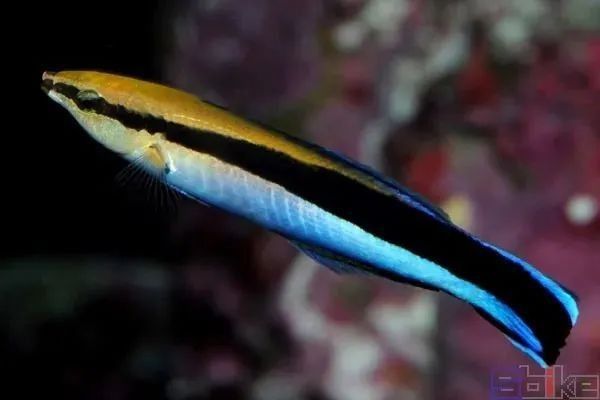 龍魚醫(yī)生在什么位置