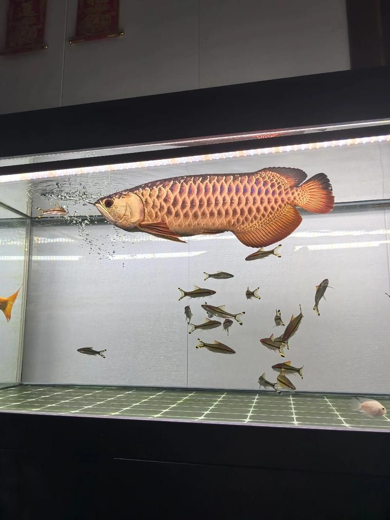 高背金龍魚(yú)適合哪些人養(yǎng)（哪些人群適合養(yǎng)高背金龍魚(yú)）