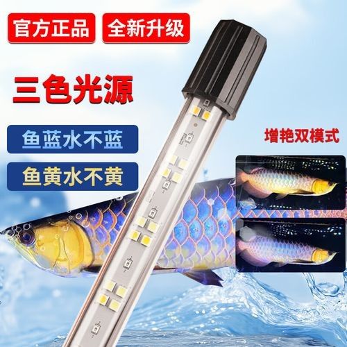 推薦幾款適合金龍魚的藍白燈