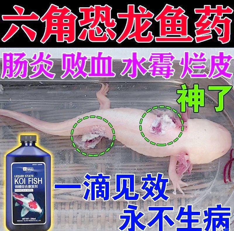 六角龍魚爪子感染如何治療？（六角恐龍爪子感染怎么辦）