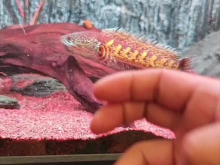 如何判斷雷龍魚是否康復