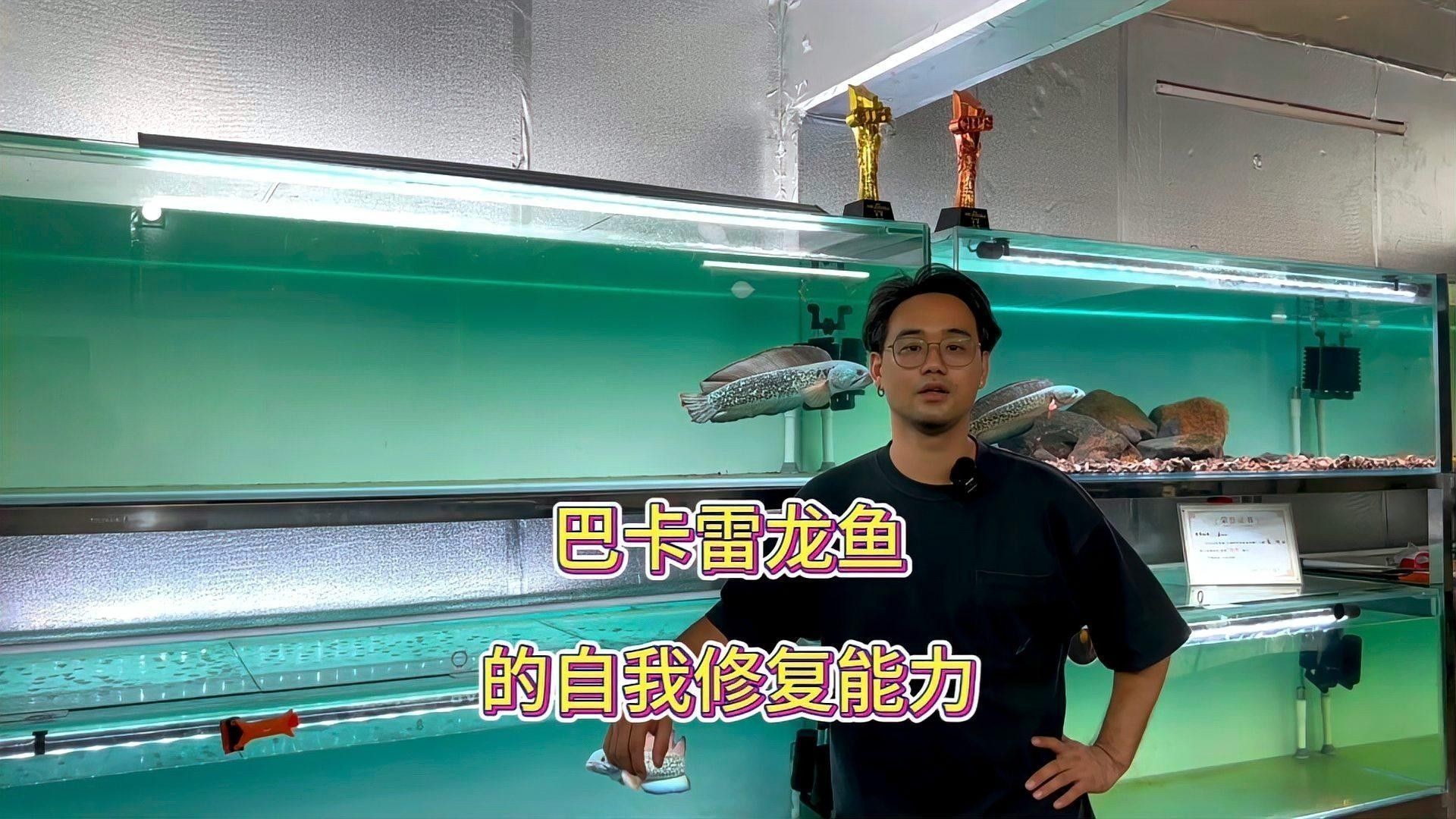 如何判斷雷龍魚是否康復