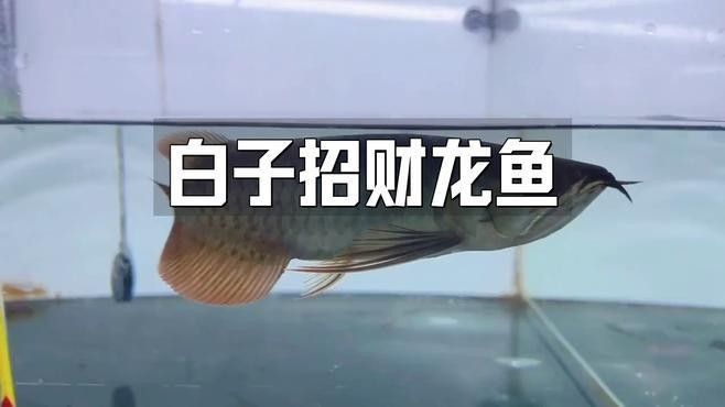 白子招財(cái)龍魚可以混養(yǎng)嗎