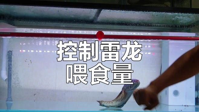 雷龍魚吃多少合適（淺談雷龍魚喂食問題）