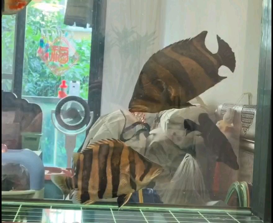 三紋好還是四紋好（三紋和四紋哪種更好，肯尼迪樂園評論：很可以了）