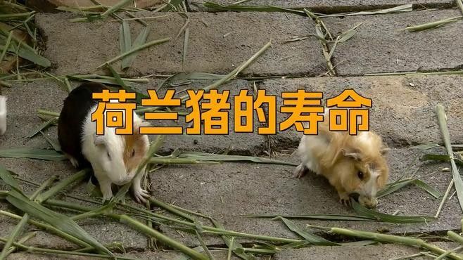 龍貓和荷蘭豬的壽命有多長（貓和荷蘭豬的平均壽命有多長龍貓的平均壽命有多長）