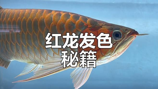 給我推薦一些紅龍魚發(fā)色視頻