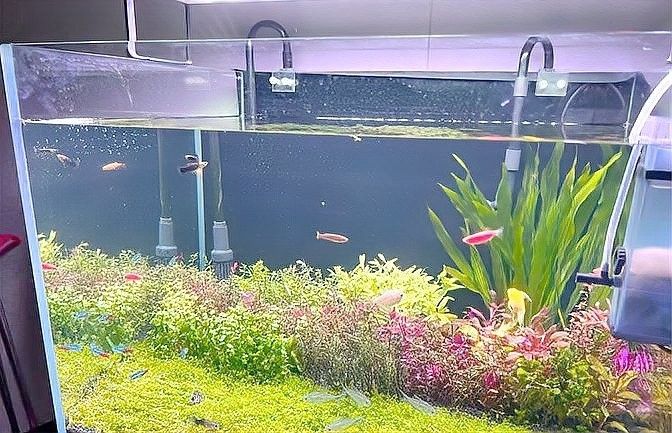 如何判斷龍魚是否因水質(zhì)異常而快速游動(dòng)？（判斷龍魚是否因水質(zhì)異常而快速游動(dòng)的方法）