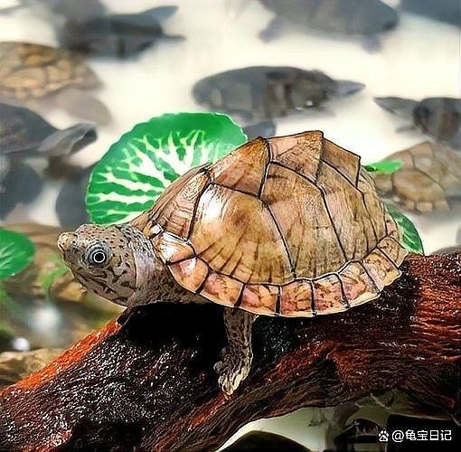 哪種龍魚與黃頭側頸龜混養最安全？