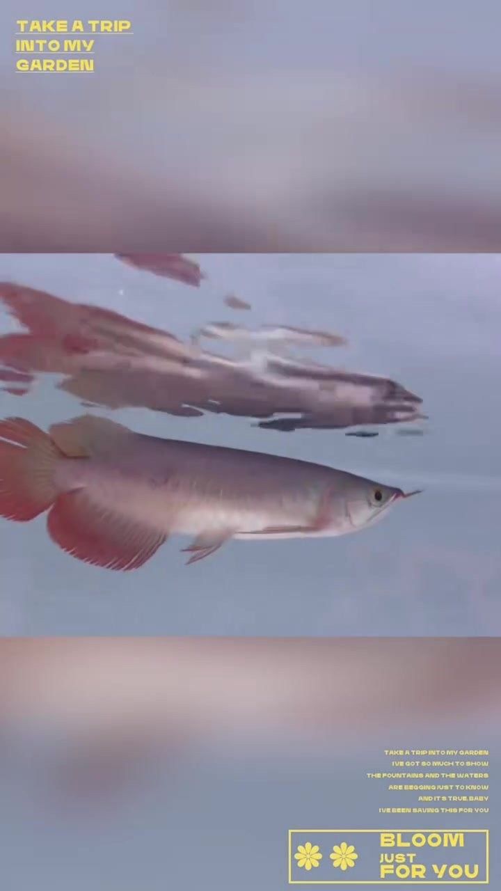 廣寧哪個水族館龍魚好？祥龍魚場龍魚