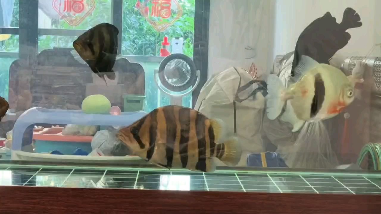 從小養(yǎng)大的胖子
