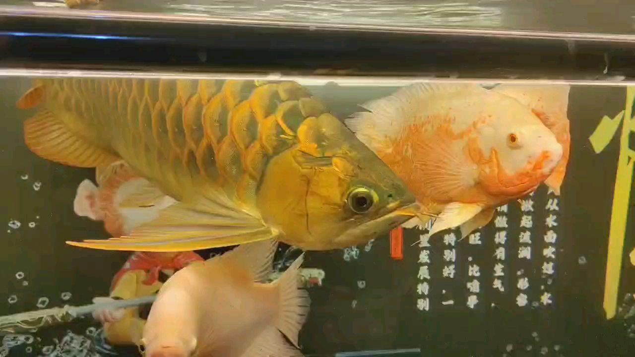 五年四個月