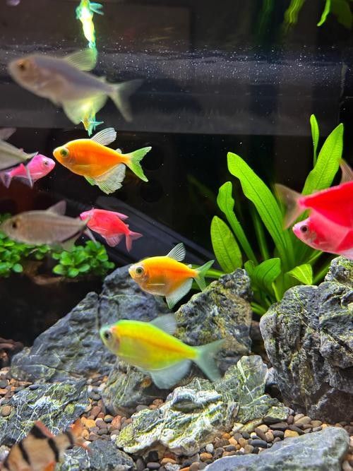 60×30的魚缸可以養哪些小型魚（0470×30厘米的魚缸適合養什么魚阿三樂魚60厘米的魚缸適合養什么魚）