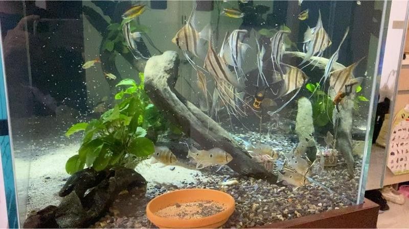60×30的魚缸可以養(yǎng)哪些小型魚（0470×30厘米的魚缸適合養(yǎng)什么魚阿三樂魚60厘米的魚缸適合養(yǎng)什么魚）