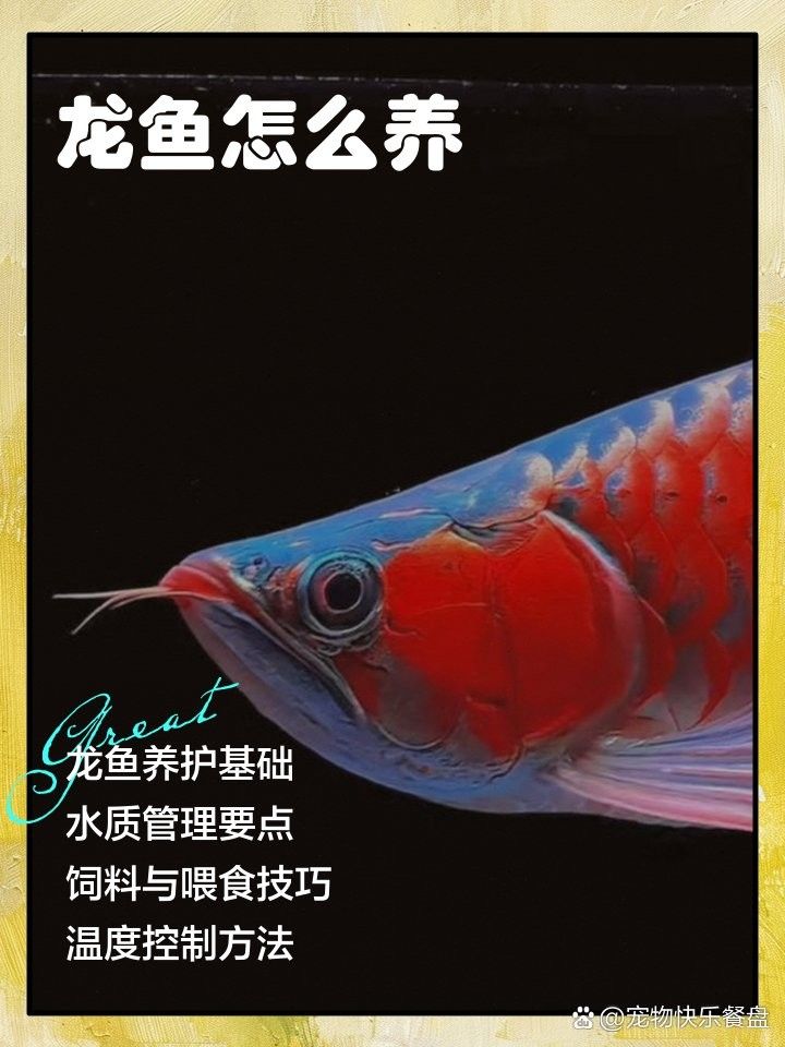 龍魚肛門鼓起期間需要喂食嗎（龍魚肛門鼓起期間喂食是必要的）